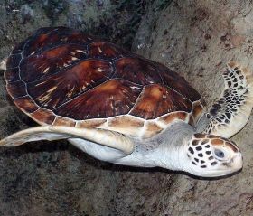 черепахи в тихом океане