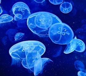медузы в израиле