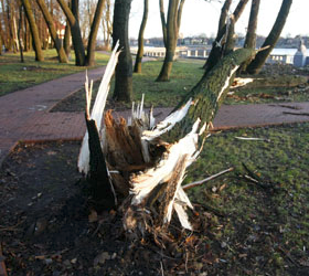 Ущерб, нанесённый ураганом Калининградской области, насчитывает порядка 50 миллионов рублей.