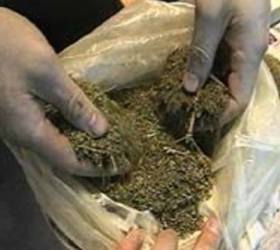 Милиция изьяла в Приморье 180 килограмм марихуаны