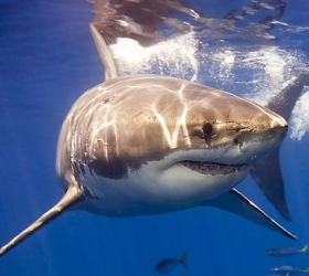 В Австралии акулы снова нападают на людей.