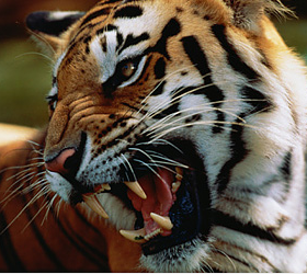 В зоопарке амурской области тигр напал на ребенка.