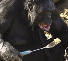 В американском питомнике живет шимпанзе-повар