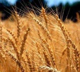 Правительство России повысило прогноз на экспорт зерна