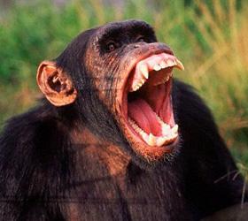 Шимпанзе искусали американского студента в южноафриканском заповеднике