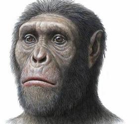 Ученые определили рацион ранних предков человека