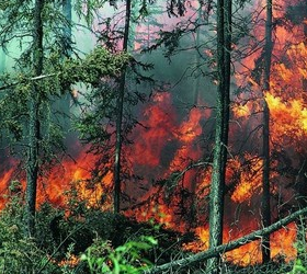 На Ямале горит лес рядом с нефтегазовым месторождением
