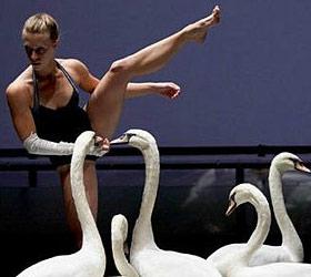 Люк Петон использовал в своем балете настоящих лебедей