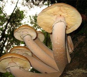 Самый большой организм на земле – Орегонский гриб
