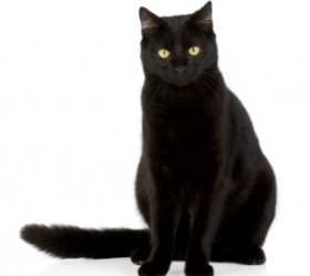 В ростовской колонии черная кошка проносила героин заключенным