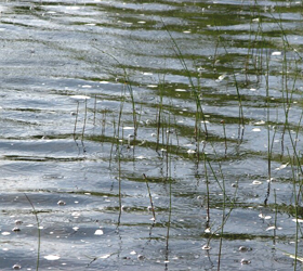 разлив в Приморье