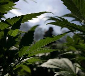 Жителям Колорадо разрешено выращивать марихуану
