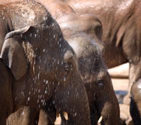 Слонов спасли от обморожения, напоив их двумя ящиками водки