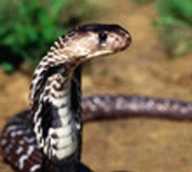 В Египте в экстренном порядке был посажен самолет