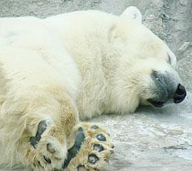 В зоопарке Буэнос–Айреса  умер белый медведь