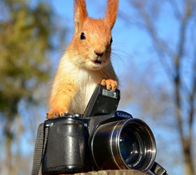 Учеными из Гарварда научили камеры узнавать животных