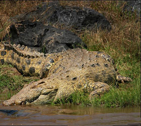В ЮАР пытаются вернуть  сбежавших крокодилов