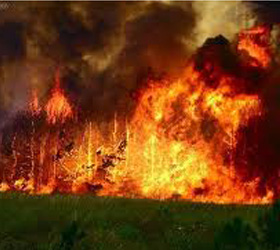 По вине туристов  в национальном парке города Сочи произошел пожар