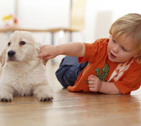 Ученые пришли к выводу, что собаки подобны развитию двухлетнего ребенка