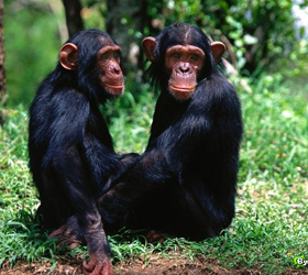 Оказалось, что шимпанзе свойственно чувство справедливости