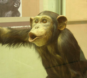 В зоопарке Испании самка шимпанзе увлеклась порно