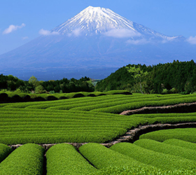 Производители чая объединились в  картель и планируют поднять цену на этот напиток