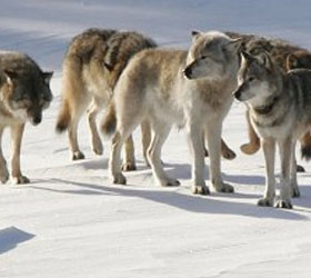 В связи с нашествием волков в Якутии вводят режим чрезвычайной ситуации