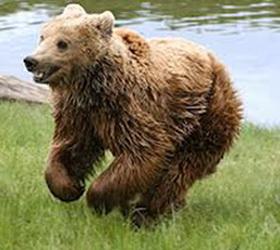 В Швейцарии убили медведя, который был последним в этой стране