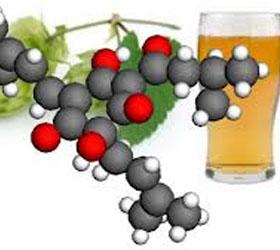Лекарством от диабета и рака может стать пиво