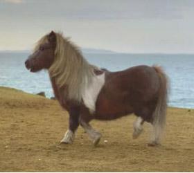 Пользователи интернета пришли в восторг от рекламы с танцующим пони