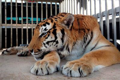 В желудке тигра нашли двухкилограммовый комок шерсти