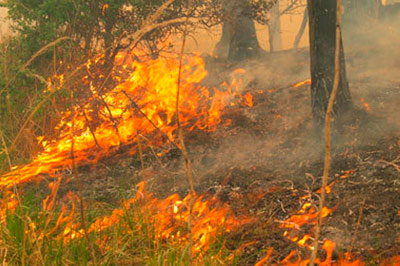 32 гектара леса загорелись в Архангельской области