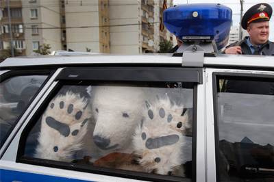 Правоохранительные органы задержали белого медведя