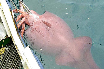 В Испании найден кальмар-гигант