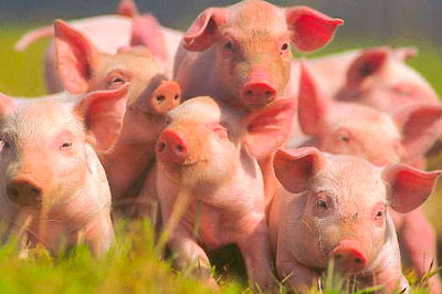 Свыше 300 свиней усыпили в Ростовской области в связи с АЧС