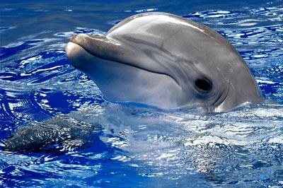 Дельфин примет участие в эстафете огня в Сочи