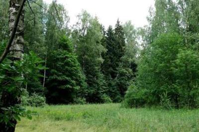 В Химкинском лесу высадят новый лес