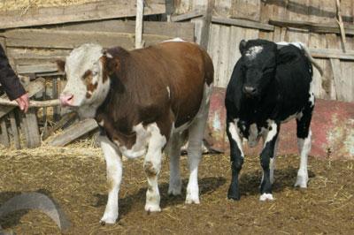 Государство выделит 4,45 миллиардов рублей на развитие мясного скотоводства