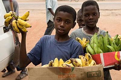 Детей Африки будут кормить ГМО-бананами