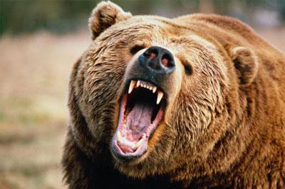 В Курильске медведь напал на 14-летнего мальчика
