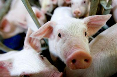 В Россию начали завозить свинину из Китая