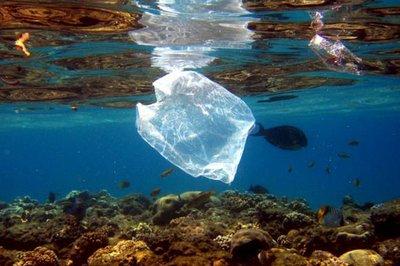 Fish swim near a plastic bag along a coral reef