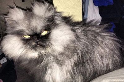 dont_get_on_the_wrong_side_of_this_cat_640_09