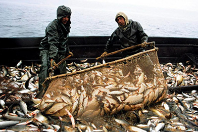 Квоты на вылов морепродуктов будут повышены