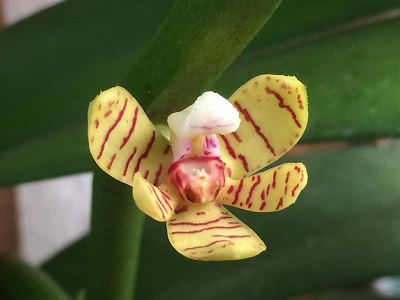 Редкая орхидея Акампе жёсткая расцвела в Аптекарском огороде