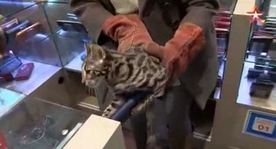 Кошка разгромила бутик в аэропорту Шереметьево