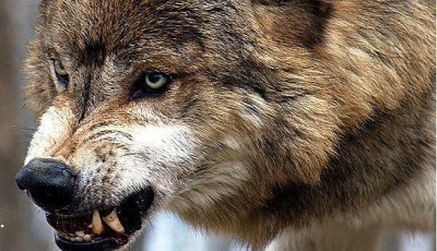 Сельчанин задушил волка, напавшего на два сельских подворья