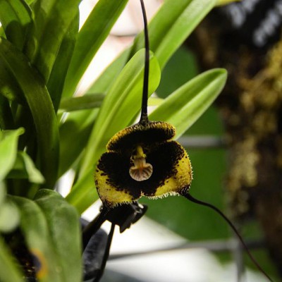 Орхидея Дракула Влад Цепеш расцвела в "Аптекарском огороде"