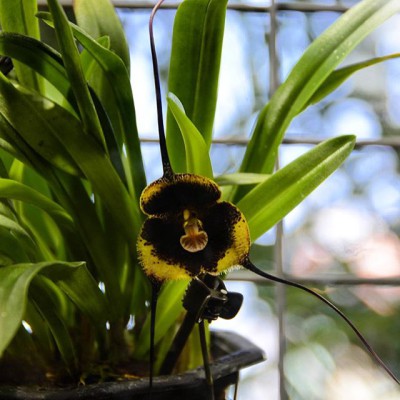 Орхидея Дракула Влад Цепеш расцвела в "Аптекарском огороде"