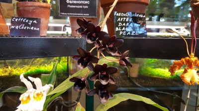 Чёрная орхидея расцвела в "Аптекарском огороде"
